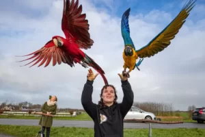 Marknesser vogelliefhebster traint vogels in IJssellandschap